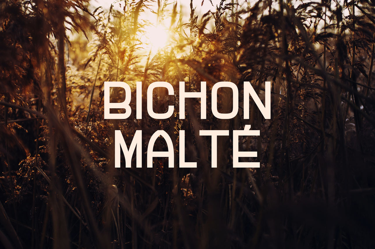 BICHON_MALTE_BIERE_PACKAGING_MES2